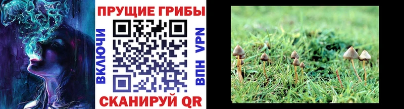 blacksprut ТОР  Нефтегорск  даркнет состав  Галлюциногенные грибы GOLDEN TEACHER 